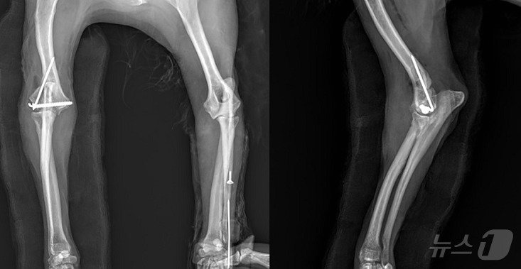 강아지의 앞다리 수술 후 촬영한 엑스레이 사진&#40;VIP동물의료센터 제공&#41; ⓒ 뉴스1