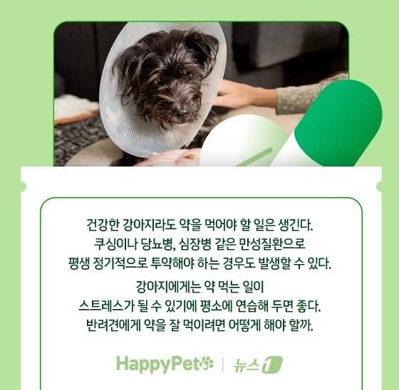 본문 이미지 - 반려견에게 약 잘 먹이는 법 ⓒ News1 김지영 디자이너