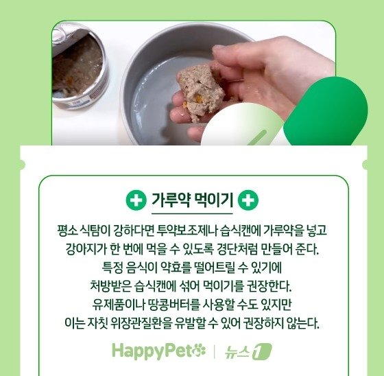 본문 이미지 - 반려견에게 약 잘 먹이는 법 ⓒ News1 김지영 디자이너