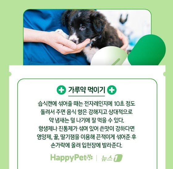 본문 이미지 - 반려견에게 약 잘 먹이는 법 ⓒ News1 김지영 디자이너