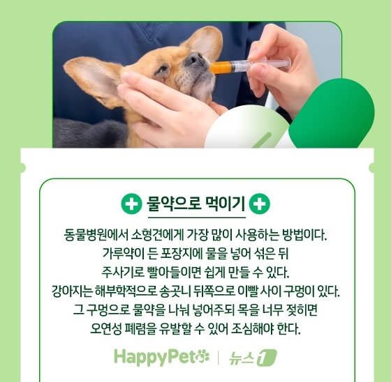 본문 이미지 - 반려견에게 약 잘 먹이는 법 ⓒ News1 김지영 디자이너