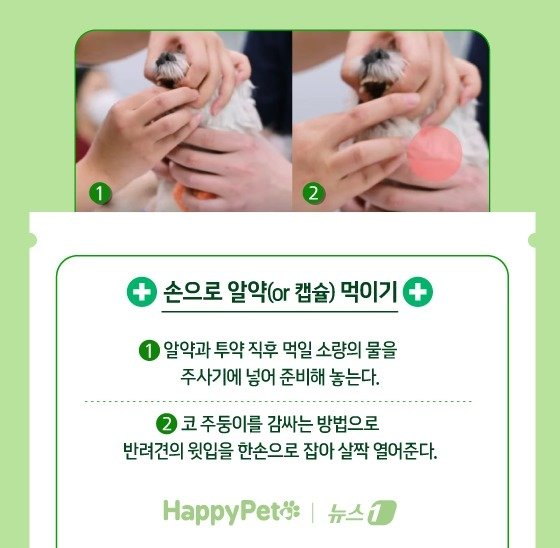 본문 이미지 - 반려견에게 약 잘 먹이는 법 ⓒ News1 김지영 디자이너