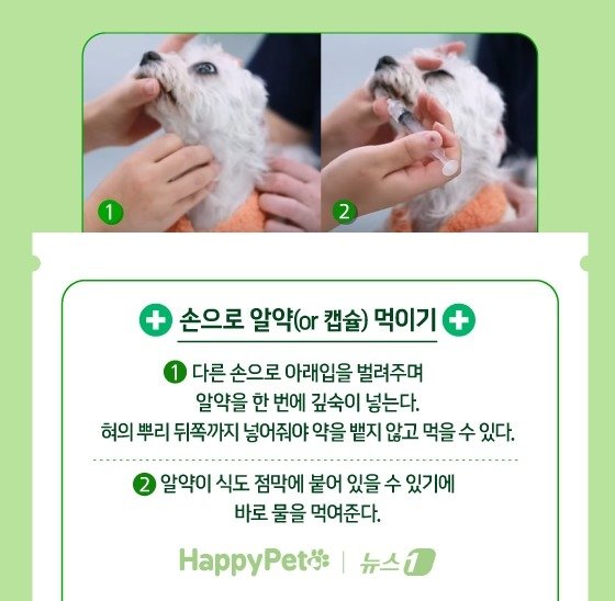 본문 이미지 - 반려견에게 약 잘 먹이는 법 ⓒ News1 김지영 디자이너