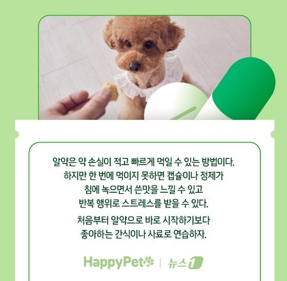 본문 이미지 - 반려견에게 약 잘 먹이는 법 ⓒ News1 김지영 디자이너