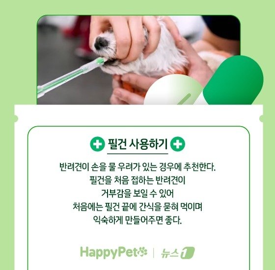 본문 이미지 - 반려견에게 약 잘 먹이는 법 ⓒ News1 김지영 디자이너