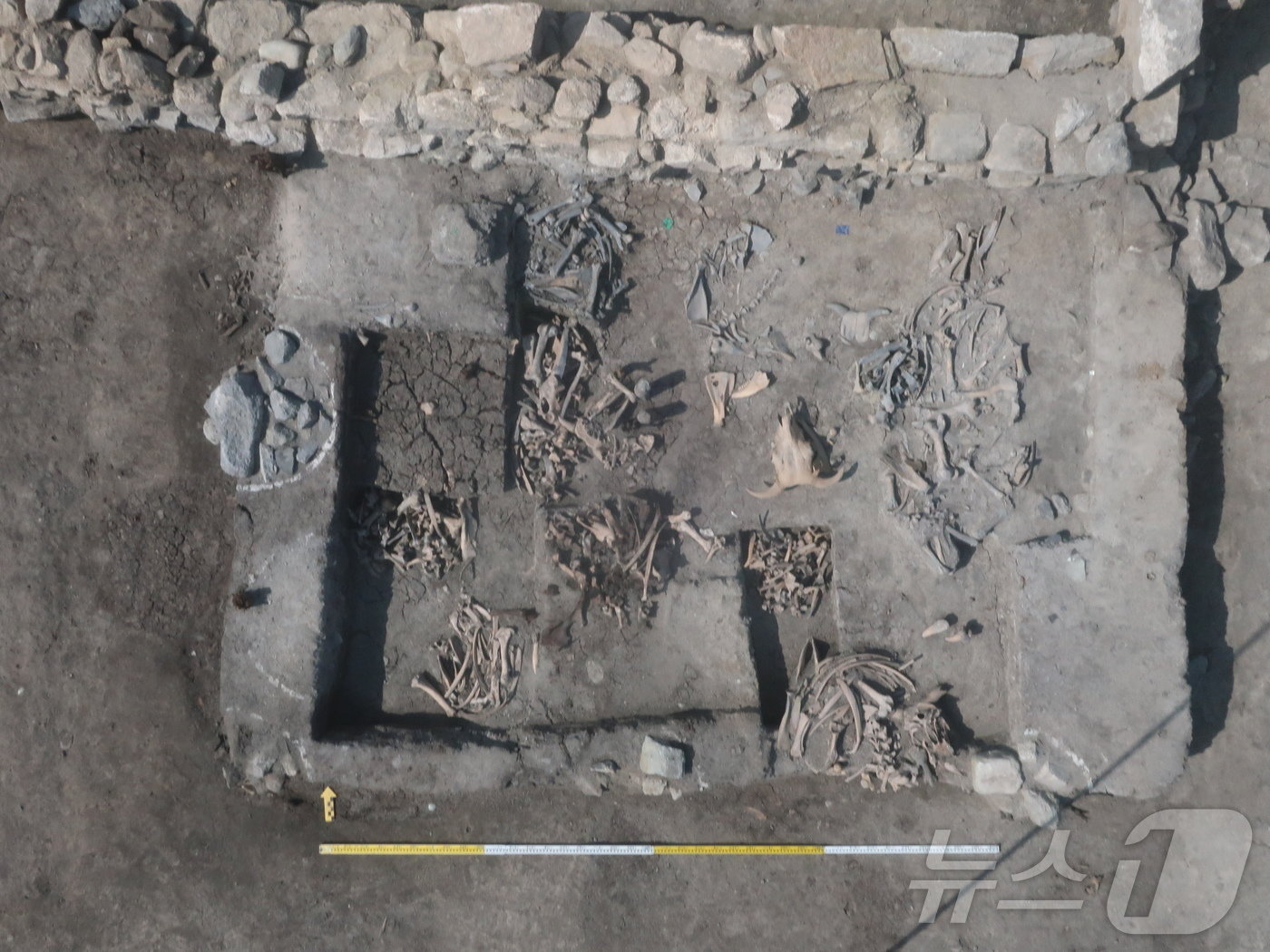 서울 예지동 세운4구역 도시환경정비사업부지 내 유적 발굴조사에서 다량으로 출토된 소의 뼈. 한울문화유산연구원 제공. ⓒ News1 김일창 기자