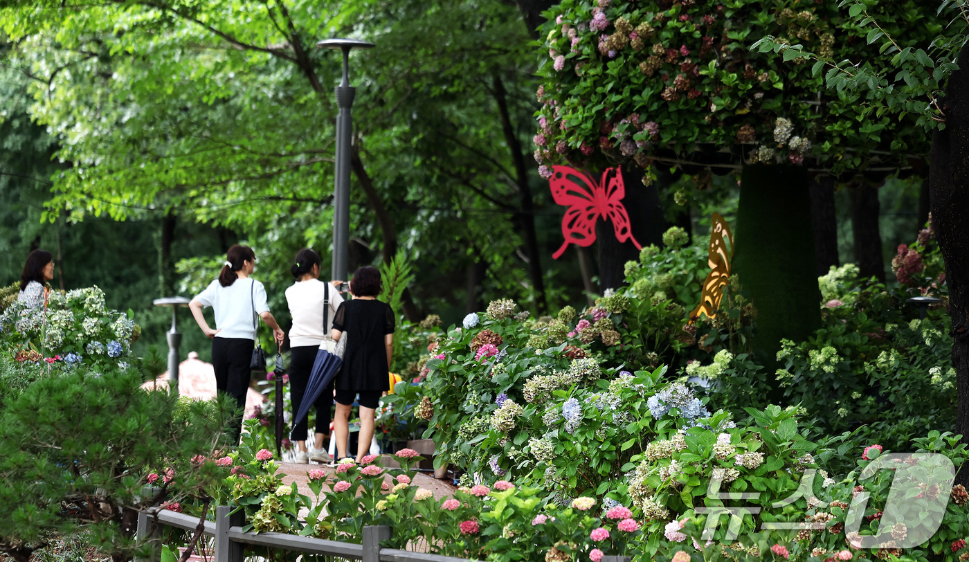 (서울=뉴스1) 박지혜 기자 = 17일 오후 서울 노원구 초안산 수국동산에서 시민들이 활짝핀 수국을 바라보고 있다.이전까지 수국동산은 함부로 버려진 쓰레기로 몸살을 앓는 곳이었다. …