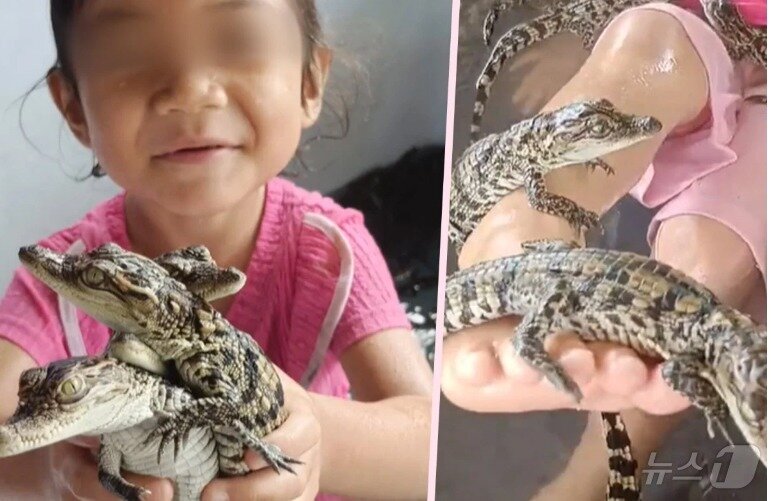 본문 이미지 - 4세 소녀가 악어를 가지고 노는 모습 - X 갈무리