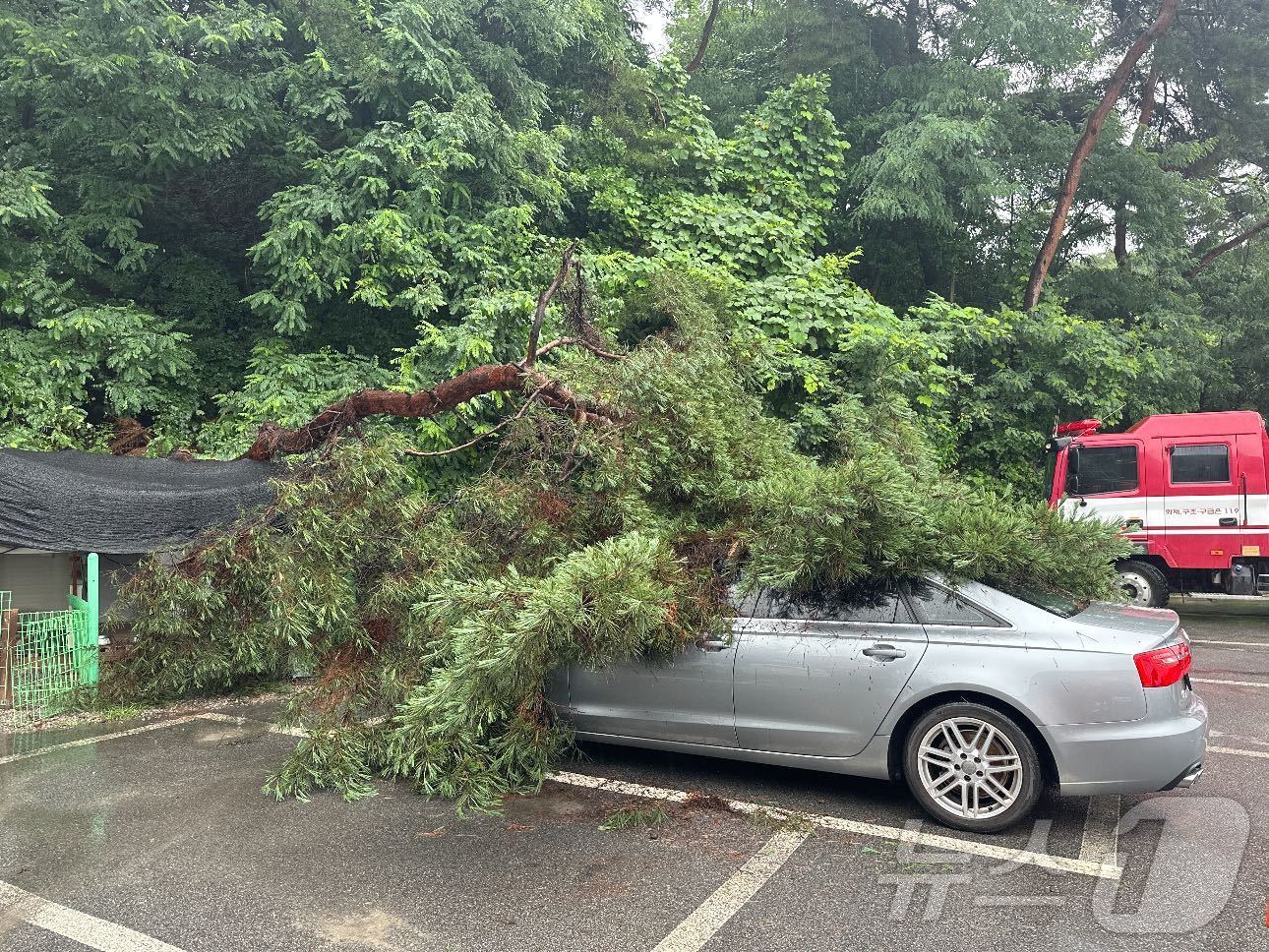 본문 이미지 -  춘천 동내면 지내리 나무 전도 현장.(강원도소방본부 제공) 