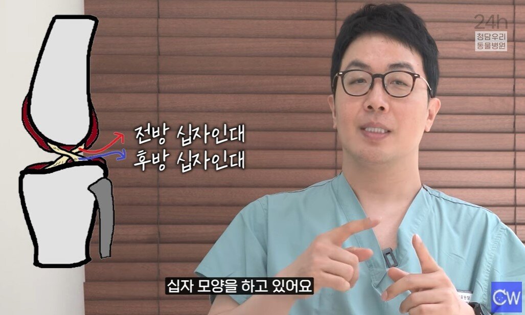 본문 이미지 - 윤병국 청담우리동물병원 원장이 유튜브 영상을 통해 강아지 십자인대 파열 질환에 대해 설명하고 있다. &#40;청담우리동물병원 제공&#41; ⓒ 뉴스1