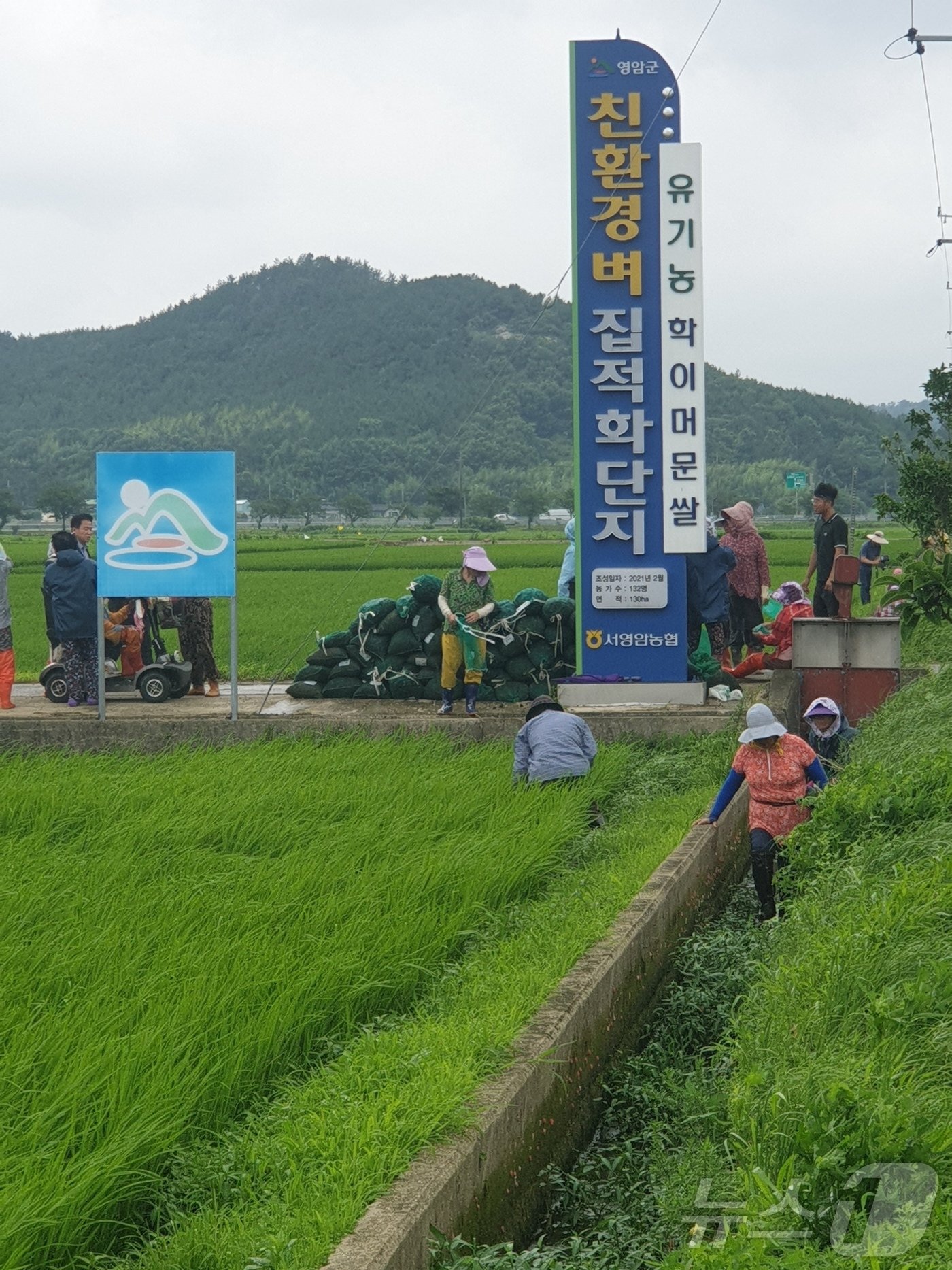 18일 오전 전남 영암군 학산리에 위치한 친환경 벼 집적화단지에서 농민들이 왕우렁이를 수거하고 있다. 2024.7.18/뉴스1 ⓒ News1 전원 기자