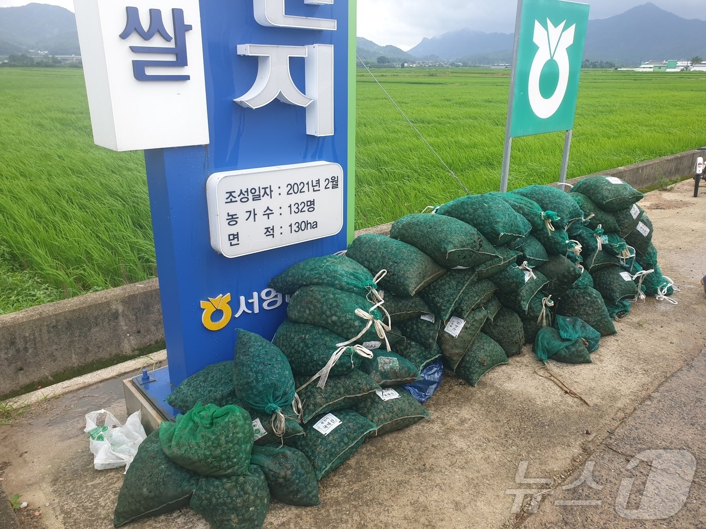 18일 오전 전남 영암군 학산면 친환경 벼 집적화단지에서 농민들이 왕우렁이를 수거한 가운데 2~3일 전 수거된 왕우렁이가 쌓여 있다. 2024.7.18/뉴스1 ⓒ News1 전원 기자