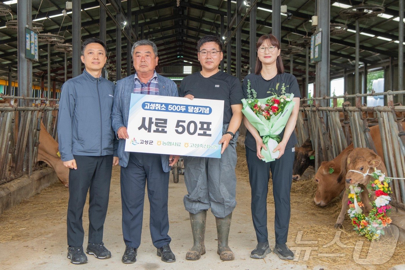 18일 강원 고성군 토성면 용촌1리 한우농가에서 열린 &#39;고성 칡소&#39; 500두 달성 축하행사.&#40;고성군 제공&#41; 2024.7.18/뉴스1