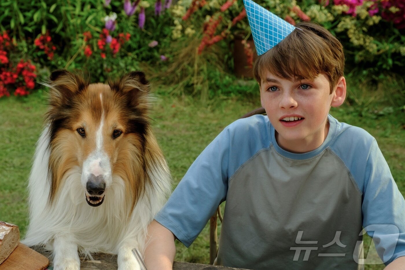 본문 이미지 - 영화 '래시: 뉴 어드벤처' 스틸 사진(월드시네마 제공) ⓒ 뉴스1