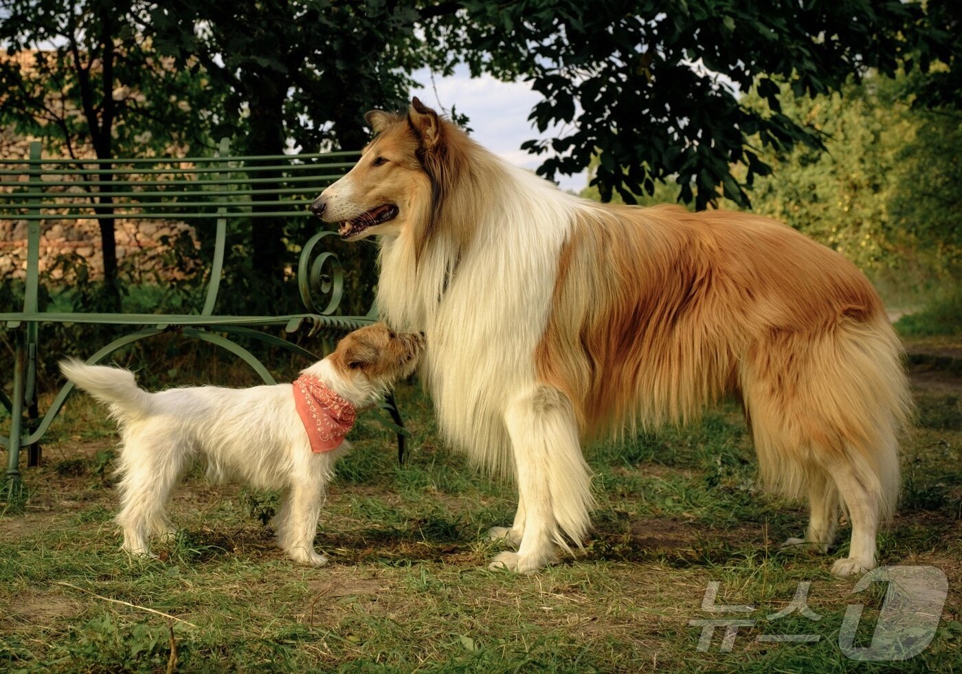 본문 이미지 - 영화 '래시: 뉴 어드벤처' 스틸 사진(월드시네마 제공) ⓒ 뉴스1