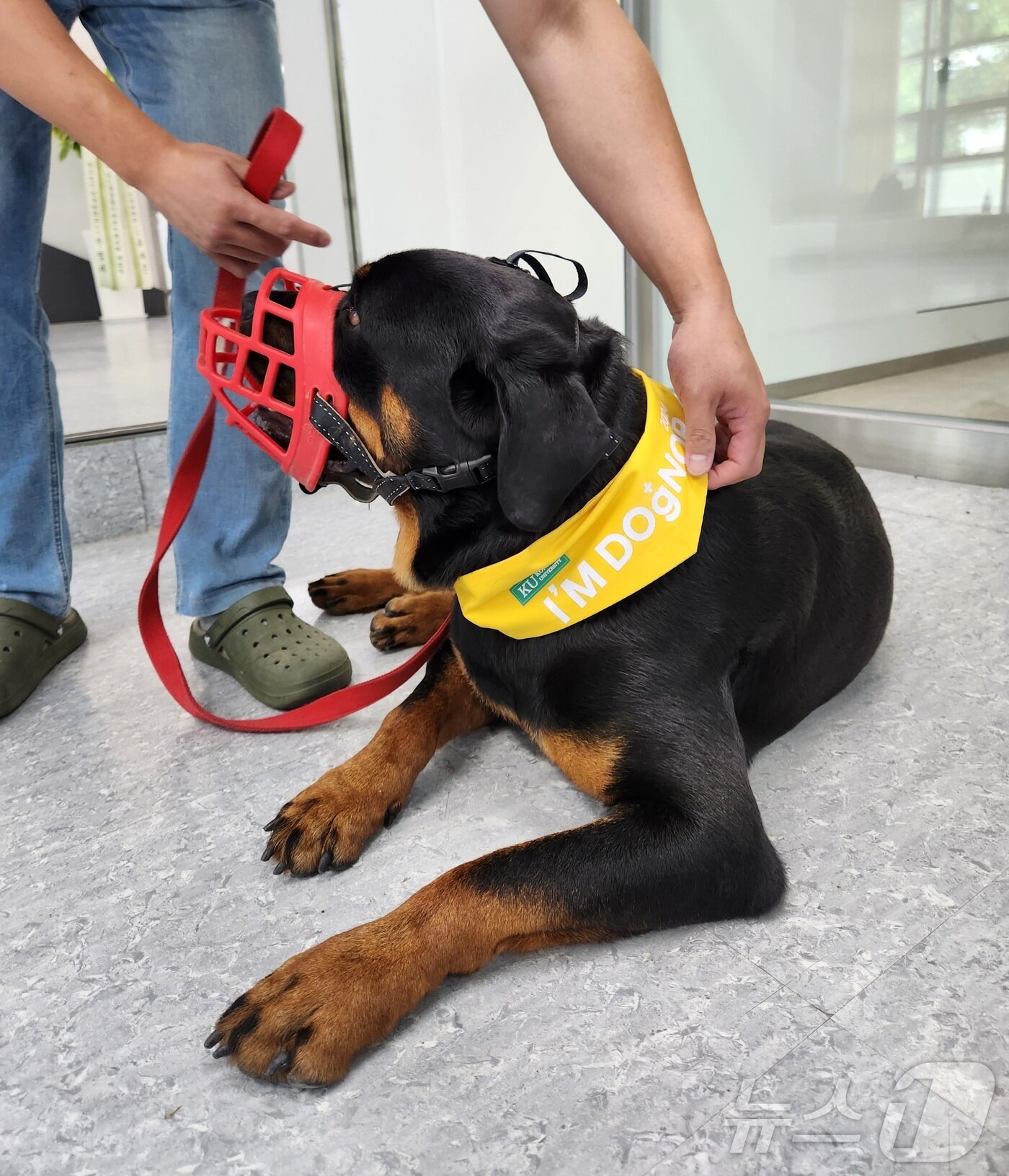 본문 이미지 - 지난달 28일 KU 아임도그너 헌혈센터 앞에서 네 번째 헌혈을 마친 로트와일러 로또가 아임도그너 스카프를 매고 휴식을 취하고 있다. ⓒ 뉴스1 한송아 기자