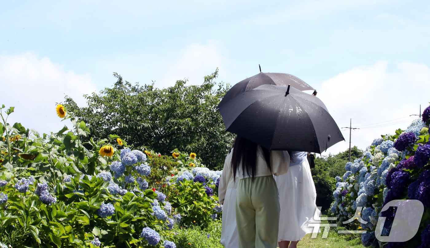 (제주=뉴스1) = 제주에 장맛비가 그치고 33도 넘는 더위가 찾아온 2일 오후 해바라기와 수국이 만개한 제주시 회천동 김경숙해바라기농장에서 관광객들이 우산을 양산처럼 쓰고 이동하 …