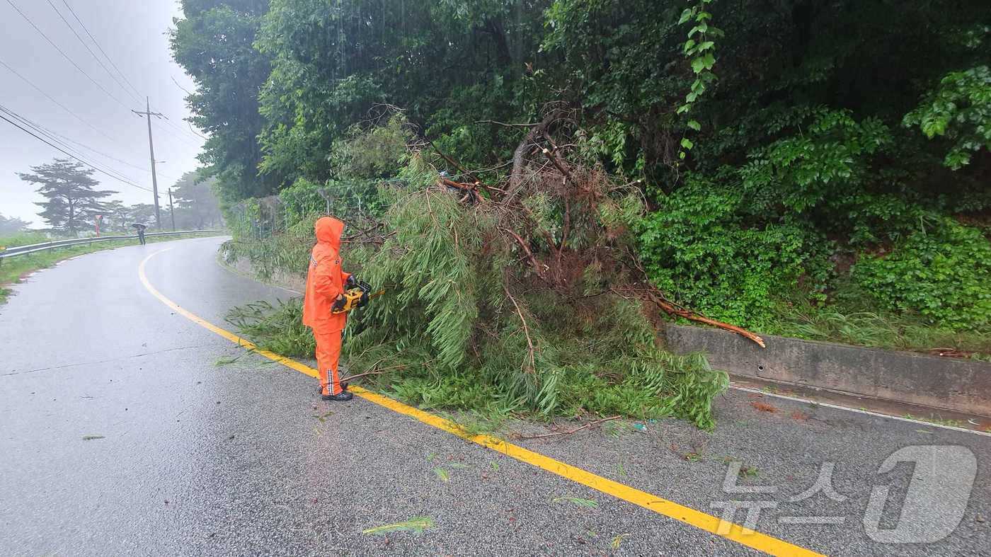 본문 이미지 - 강원 횡성 나무 전도.(강원도소방본부 제공)