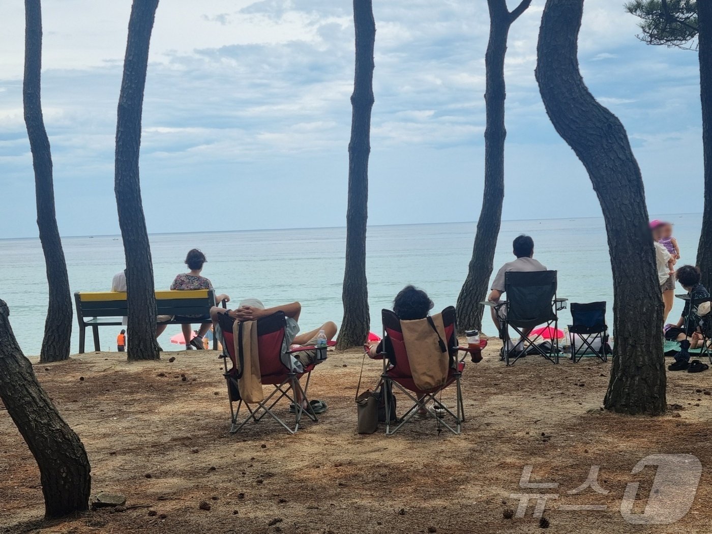 본문 이미지 - 본격 휴가철이 시작된 20일 강원 강릉 송정해수욕장 솔밭을 찾은 피서객들이 소나무 아래서 더위를 식히고 있다.2024.7.20/뉴스1 윤왕근 기자