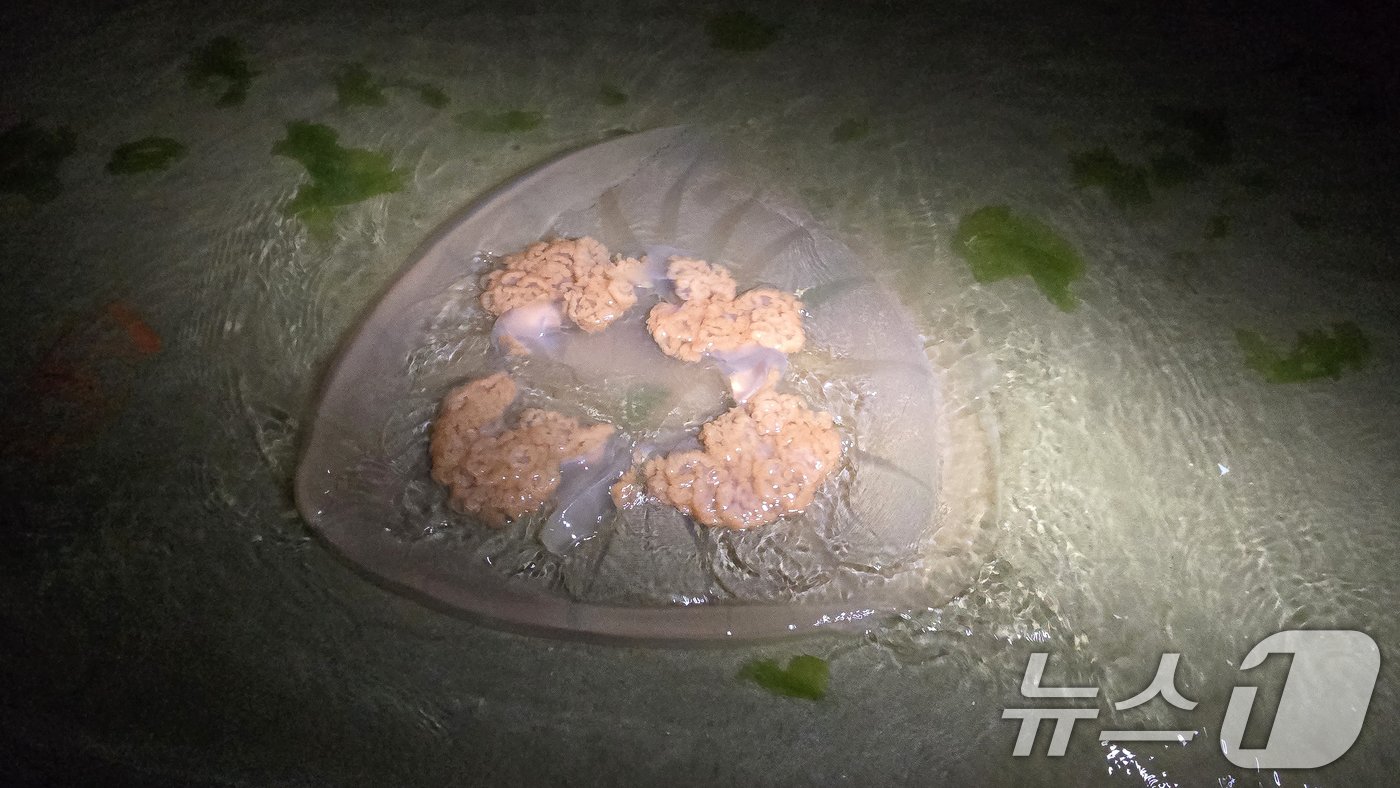 본문 이미지 - 21일 오후 9시1분쯤 경북 포항시 남구 송도해수욕장에서 대형 해파리가 수면에 떠있는 것을 시민이 발견해 해경에 신고했다. (독자제공) 2024.7.21/뉴스1 ⓒ News1 최창호 기자