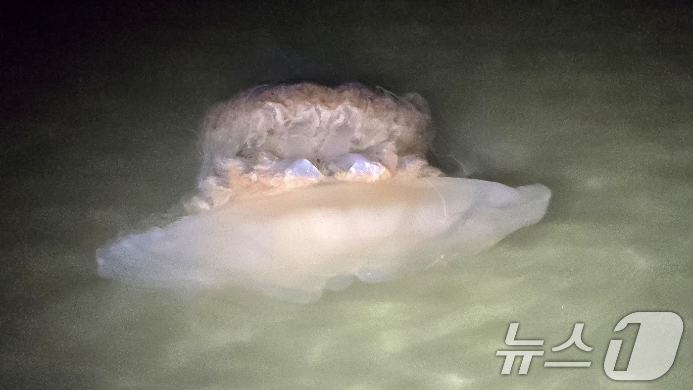 (포항=뉴스1) 최창호 기자 = 21일 오후 9시1분쯤 경북 포항시 남구 송도해수욕장에서 대형 해파리가 수면에 떠있는 것을 시민이 발견해 해경에 신고했다.신고를 받은 포항해양경찰서 …