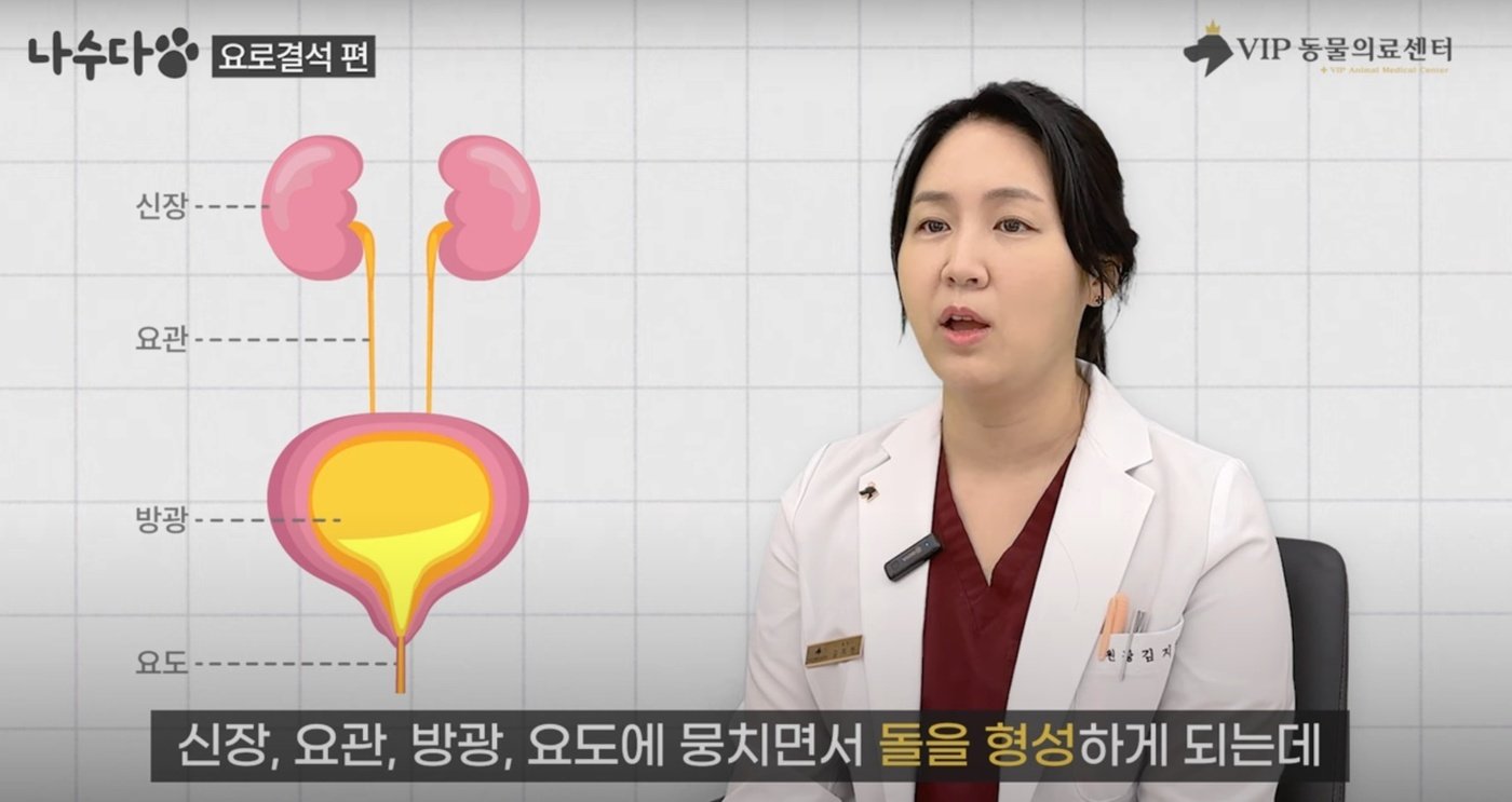 본문 이미지 - 요로결석은 보통 요에 축적된 미네랄이 신장, 방광, 요도에 뭉치면서 돌을 형성하는 질환이다. &#40;VIP동물의료센터 제공&#41; ⓒ 뉴스1