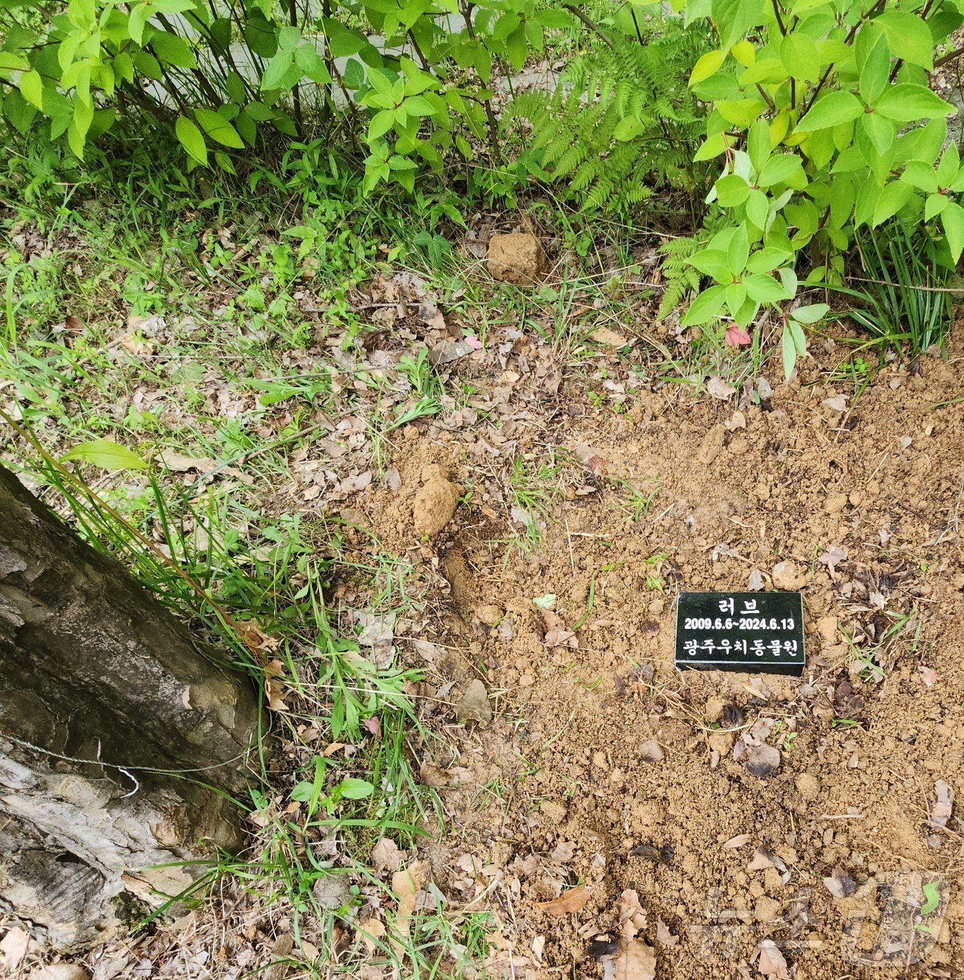 본문 이미지 - 22일 광주 우치동물원 내부에 마련된 러브의 수목장 모습.(우치동물원 제공)2024.7.22/뉴스1