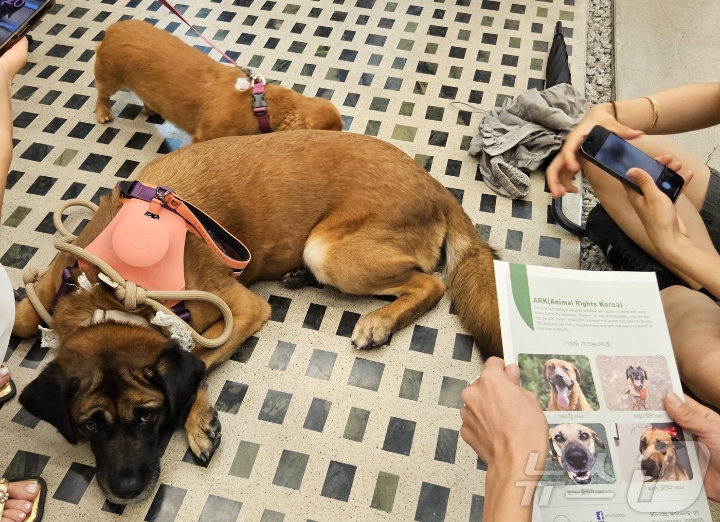 본문 이미지 - 아크보호소 대형견은 다른 개가 옆에 와도 신경 쓰지 않았다. ⓒ 뉴스1 최서윤 기자
