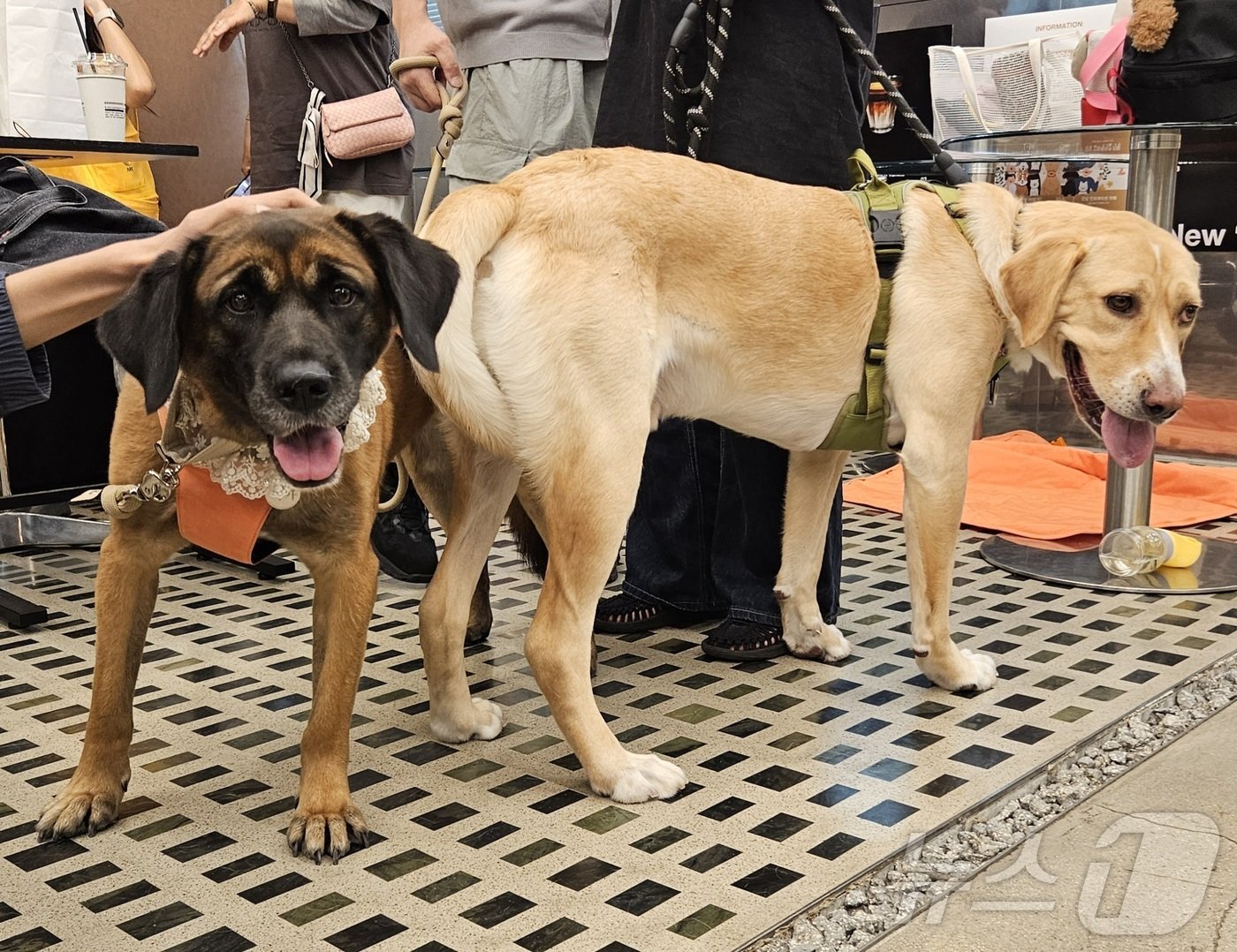 본문 이미지 - 식용견 출신의 개들 ⓒ 뉴스1 최서윤 기자