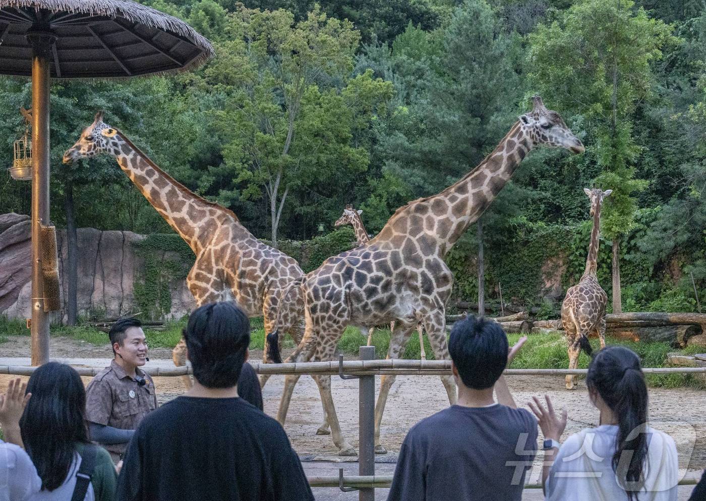 본문 이미지 - 로스트밸리 선셋 어드벤처에서 만난 기린(에버랜드 제공)