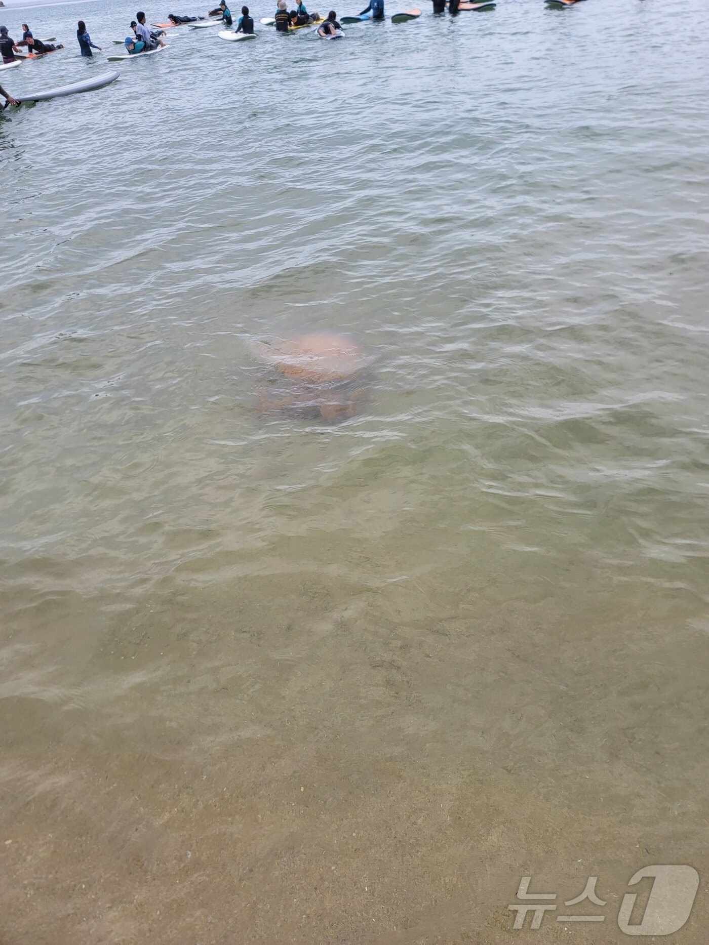 본문 이미지 - 강원 북부동해안에 출몰한 해파리.(속초해경 제공) 2024.7.23/뉴스1