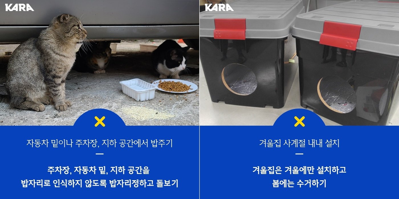 동물권행동 카라가 권장하는 올바른 길고양이 돌봄 방법 &#40;카라 제공&#41; ⓒ 뉴스1