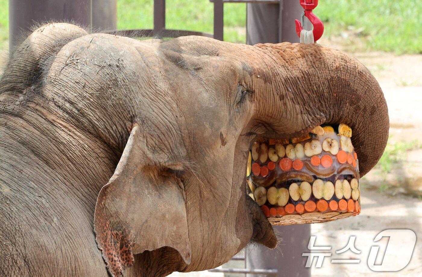 본문 이미지 - 25일 경기 과천시 서울대공원에서 열린 동물들의 여름나기 행사에서 코끼리가 대형얼음 과일을 먹고 있다. 2024.7.25/뉴스1 ⓒ News1 김성진 기자
