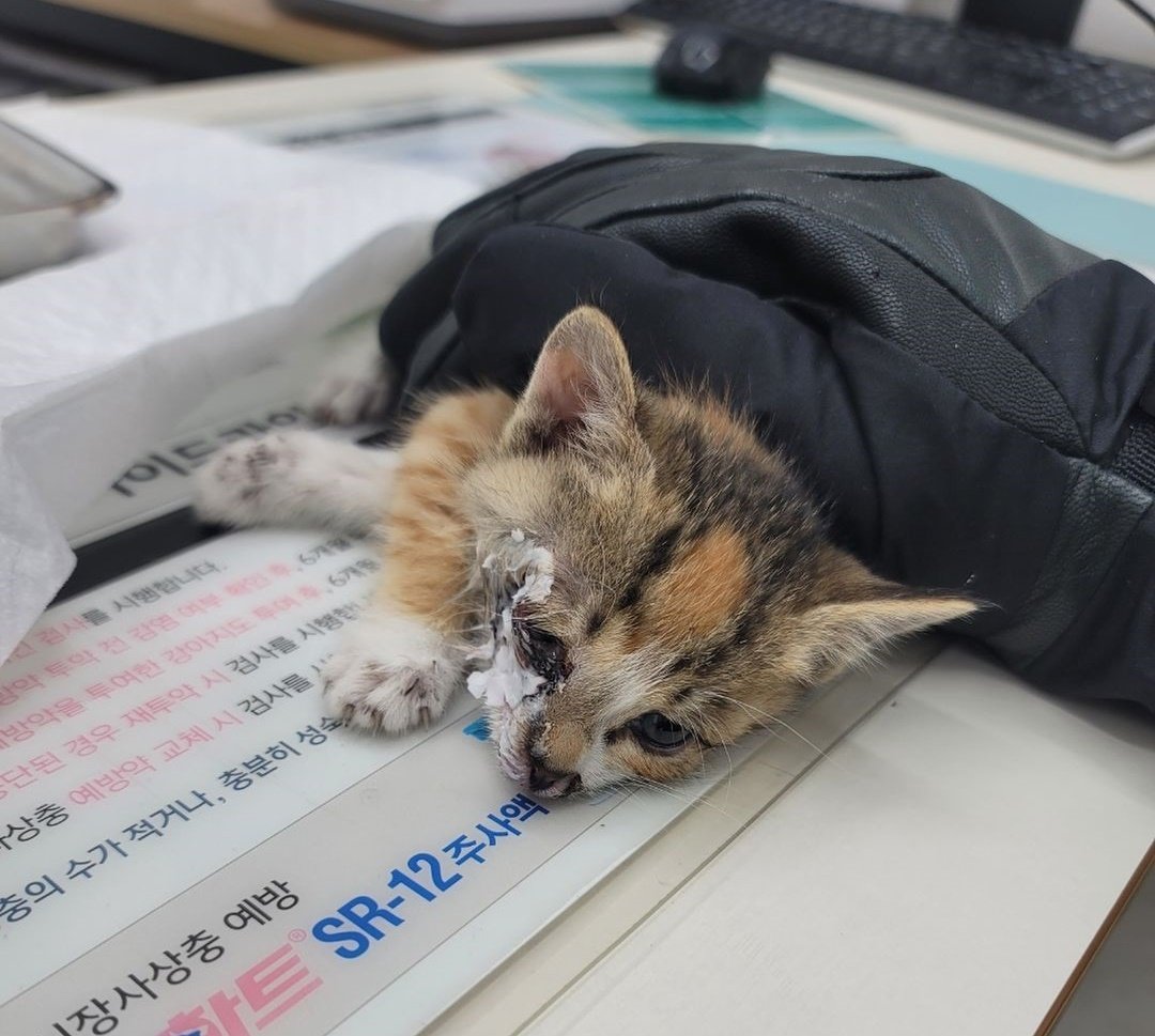 본문 이미지 - 구조 당시 레조의 모습 (나비야 사랑해 제공) ⓒ 뉴스1