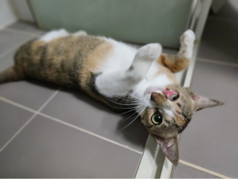 본문 이미지 - 사람을 좋아하는 순둥이 레조 (나비야 사랑해 제공) ⓒ 뉴스1