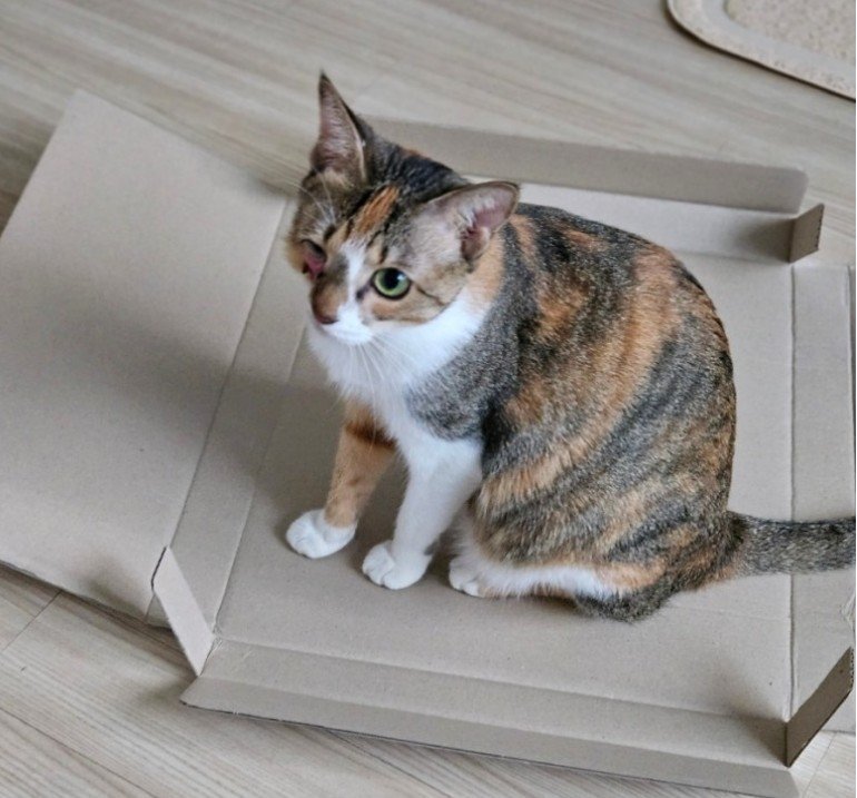 본문 이미지 - 선물을 사줬지만 포장 박스에 더 관심을 두는 레조 (나비야사랑해 제공) ⓒ 뉴스1