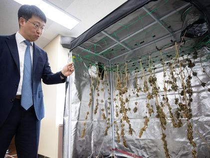 베란다 화분서 자라는 마약…포털에 '대마초 식물재배기' 버젓이