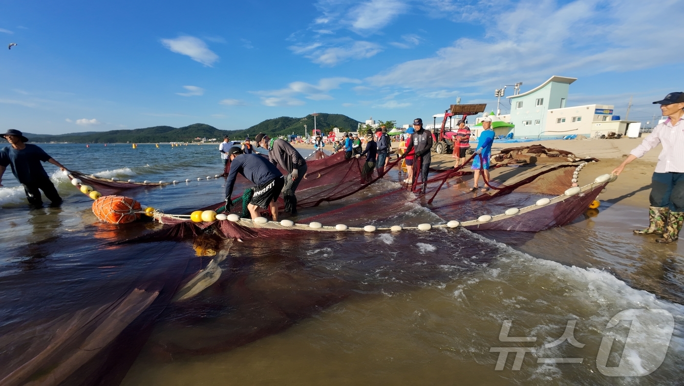 (포항=뉴스1) 최창호 기자 = 27일 경북 포항시 북구 월포해수욕장에서 관광객들이 후릿그물 당기기 체험에 참여하고 있다. (독자제공) 2024.7.27/뉴스1