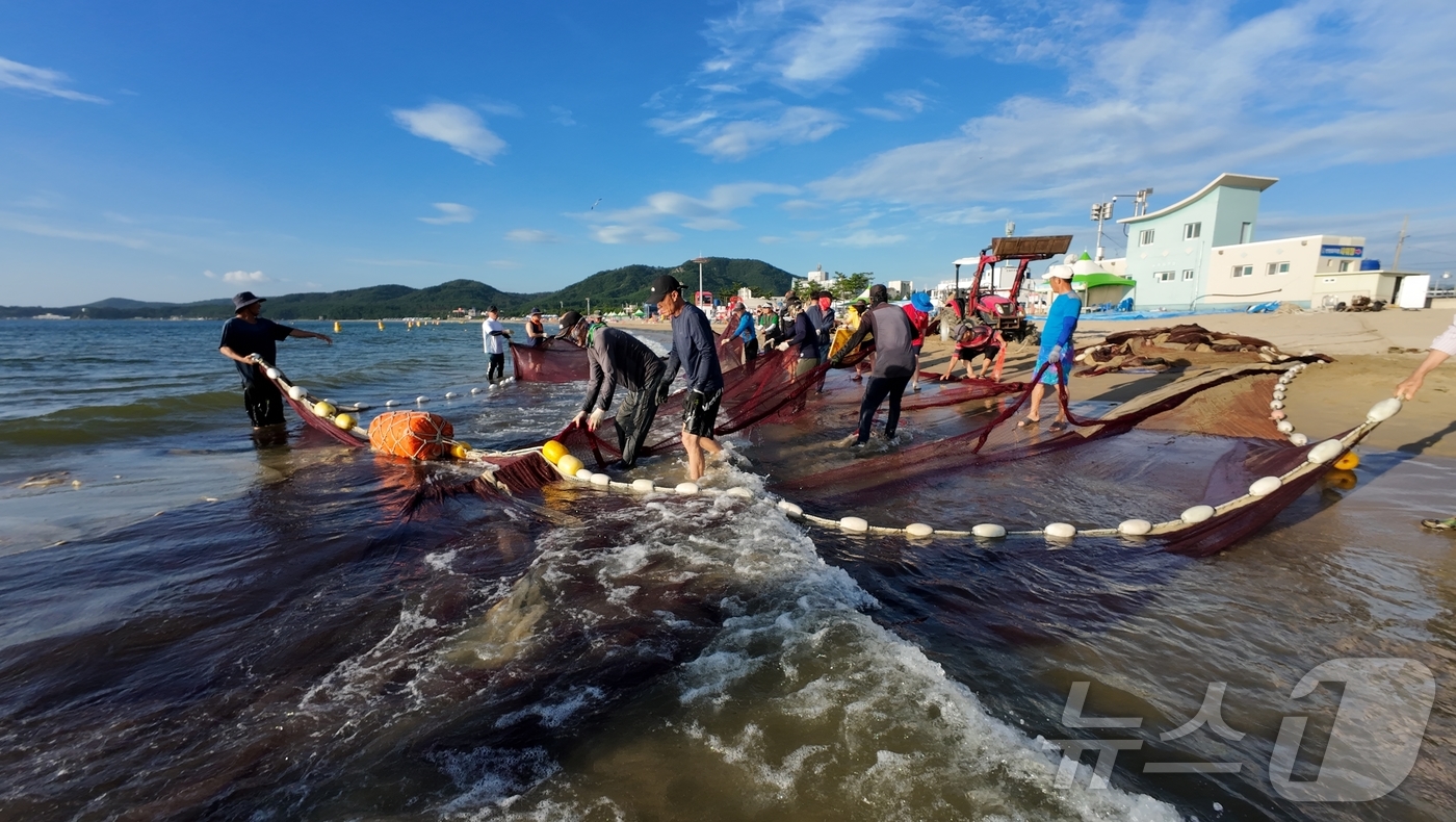 (포항=뉴스1) 최창호 기자 = 27일 경북 포항시 북구 월포해수욕장에서 관광객들이 후릿그물 당기기 체험에 참여하고 있다. (독자제공) 2024.7.27/뉴스1