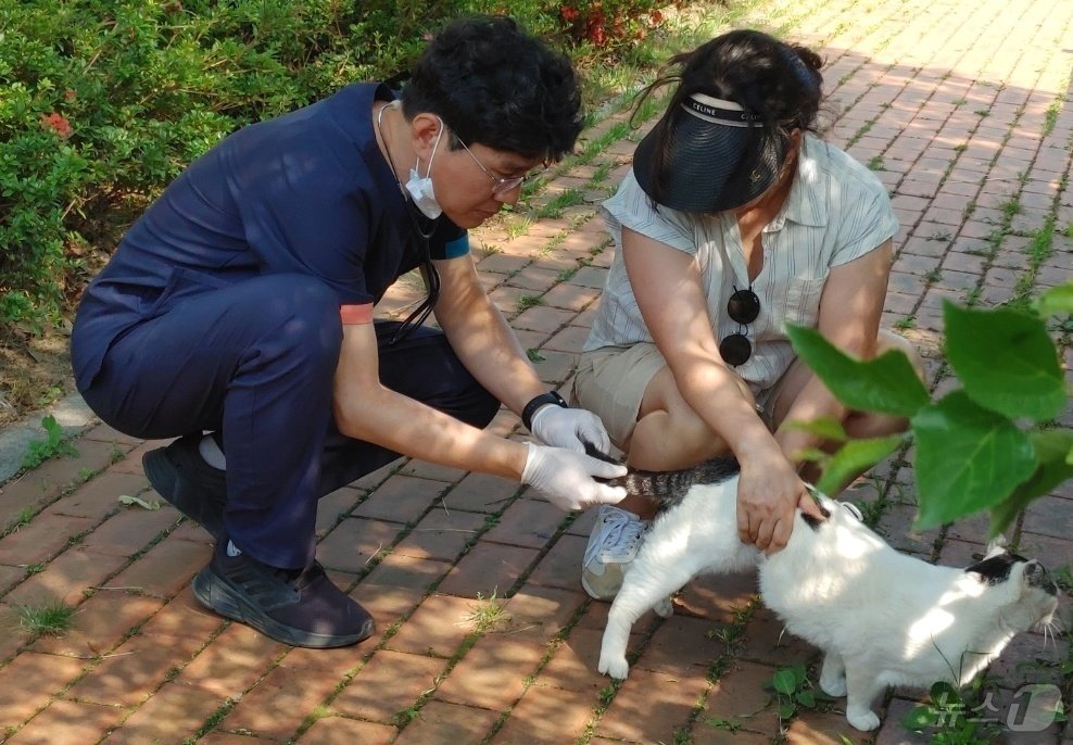 창원시수의사회는 6월 27일 성산구의 한 공원에서 길고양이 건강검진을 실시했다&#40;수의사회 제공&#41;. ⓒ 뉴스1