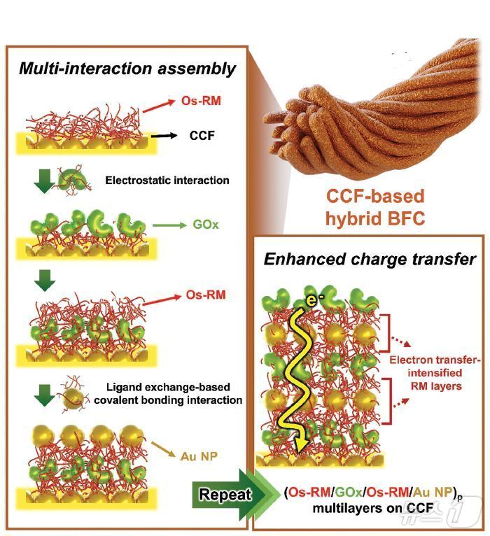 본문 이미지 - 최영봉 교수 연구팀은 전자전달 매개체를 가교제 없이 효소와 금속 나노입자로 결합하는 어셈블리 방법을 활용해 고성능 직물형 바이오 연료전지를 개발했다.(단국대 제공)