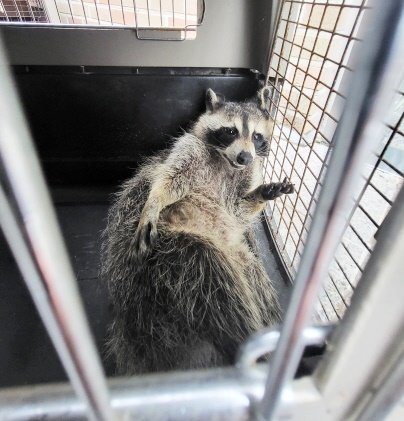 본문 이미지 - 지난 1일 강원도 춘천에서 구조된 라쿤 (사진 동물보호관리시스템) ⓒ 뉴스1