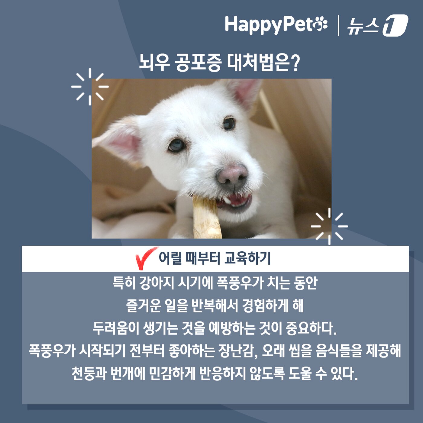 본문 이미지 - 비만 오면 벌벌 떠는 반려견 대처법 ⓒ News1 김초희 디자이너