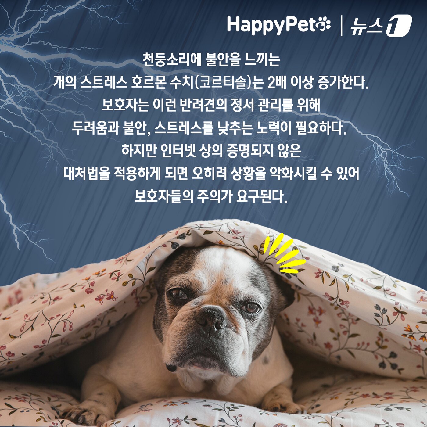 본문 이미지 - 비만 오면 벌벌 떠는 반려견 대처법 ⓒ News1 김초희 디자이너