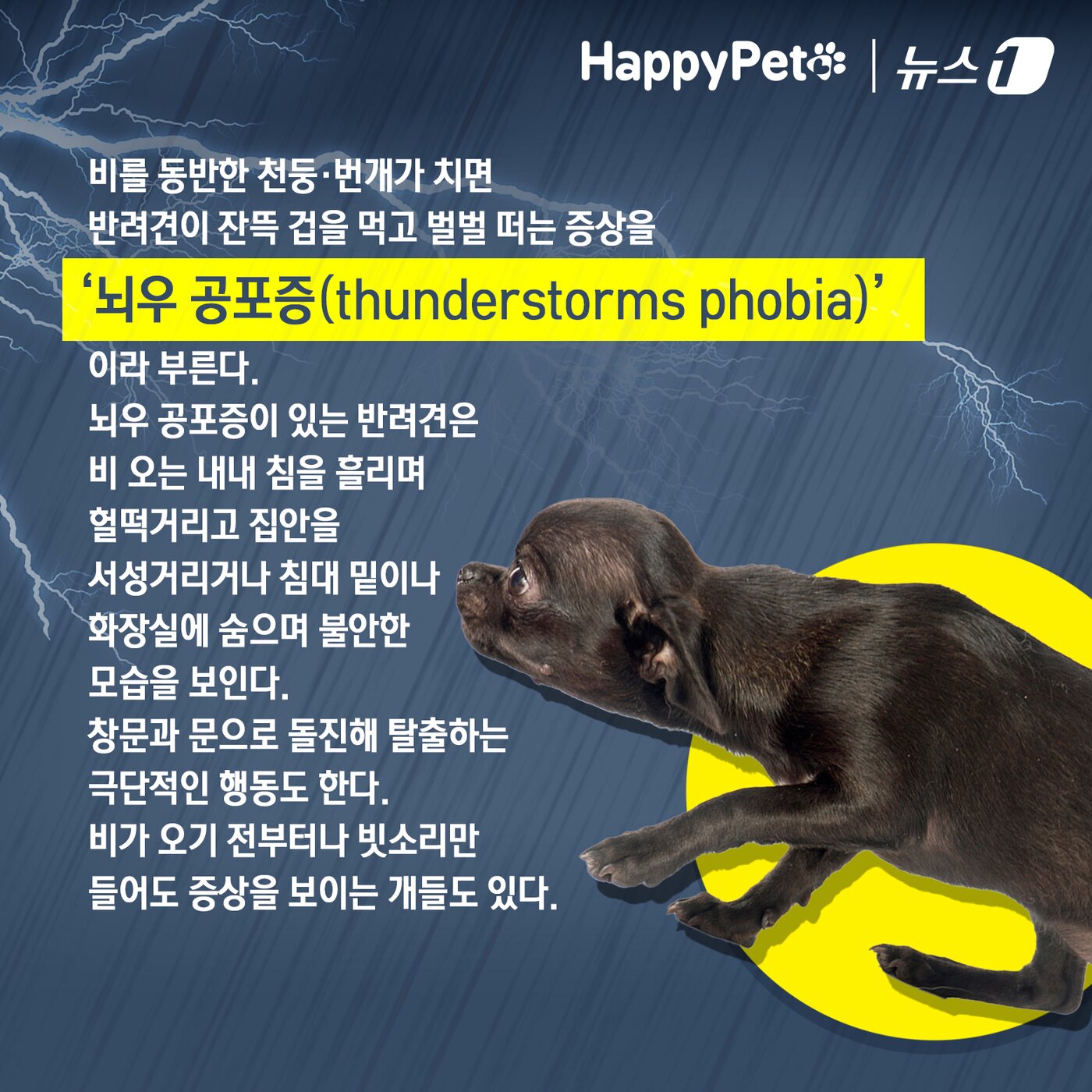 본문 이미지 - 비만 오면 벌벌 떠는 반려견 대처법 ⓒ News1 김초희 디자이너