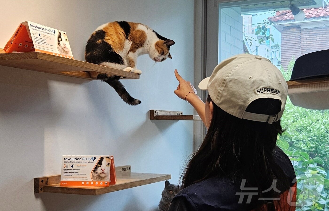 본문 이미지 - 한국조에티스는 28일 고양이보호소 나비야사랑해에서 봉사활동을 진행했다. ⓒ 뉴스1 최서윤 기자