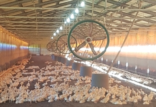 논산 오리농장 고병원성 AI 확진…2만6000마리 살처분