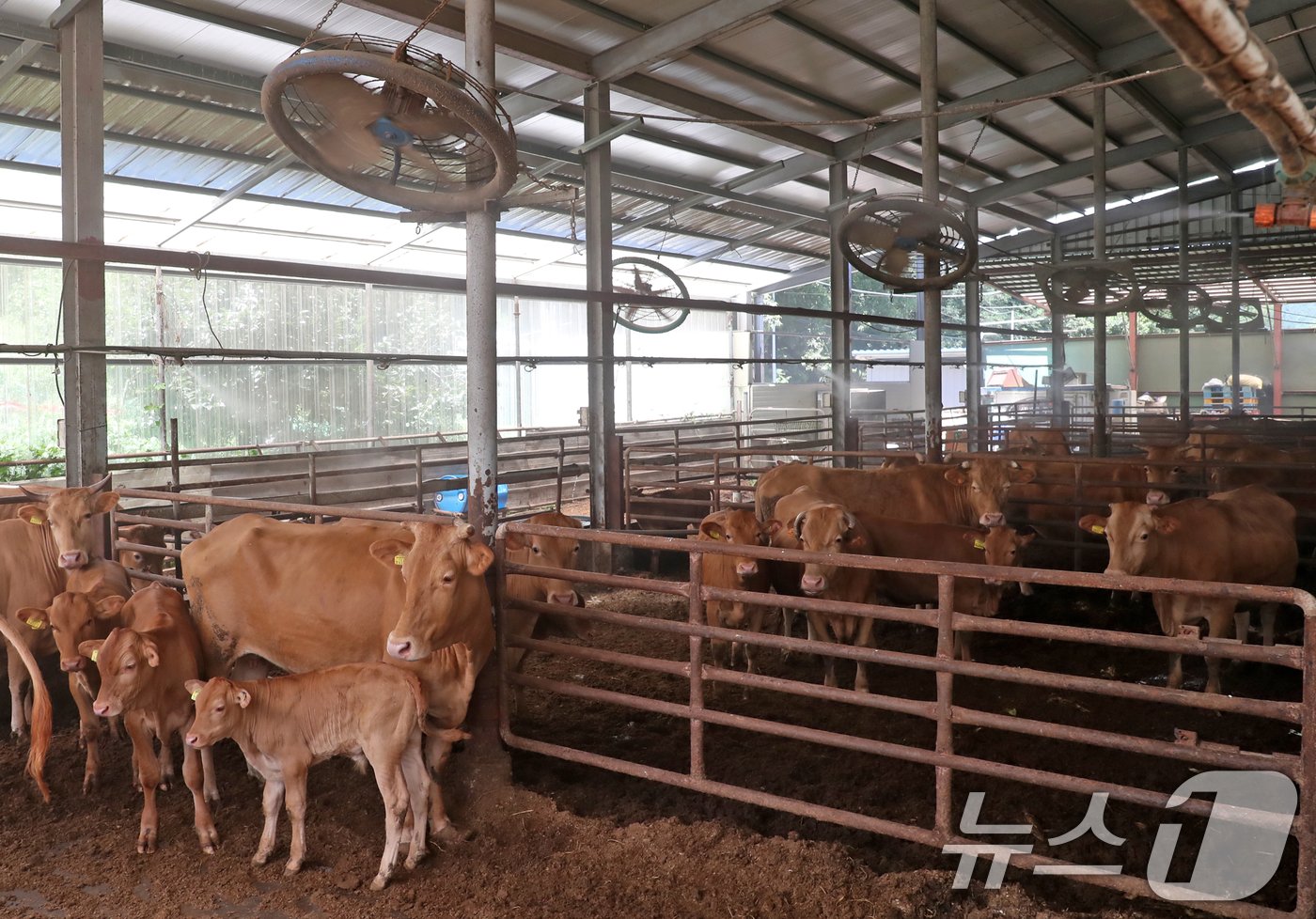 본문 이미지 - 부산지역에 폭염경보가 이어진 30일 오후 부산 기장군 철마면 한 한우농가에서 소들이 대형선풍기 바람과 쿨링 포그를 맞으며 더위를 식히고 있다. 2024.7.30/뉴스1 ⓒ News1 윤일지 기자