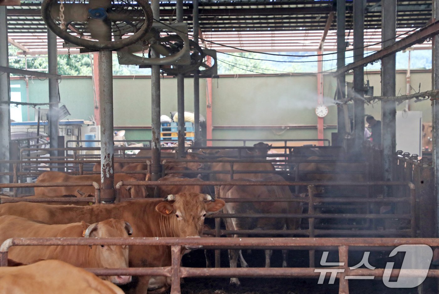 본문 이미지 - 부산 기장군 철마면 한 한우농가. ⓒ News1 윤일지 기자