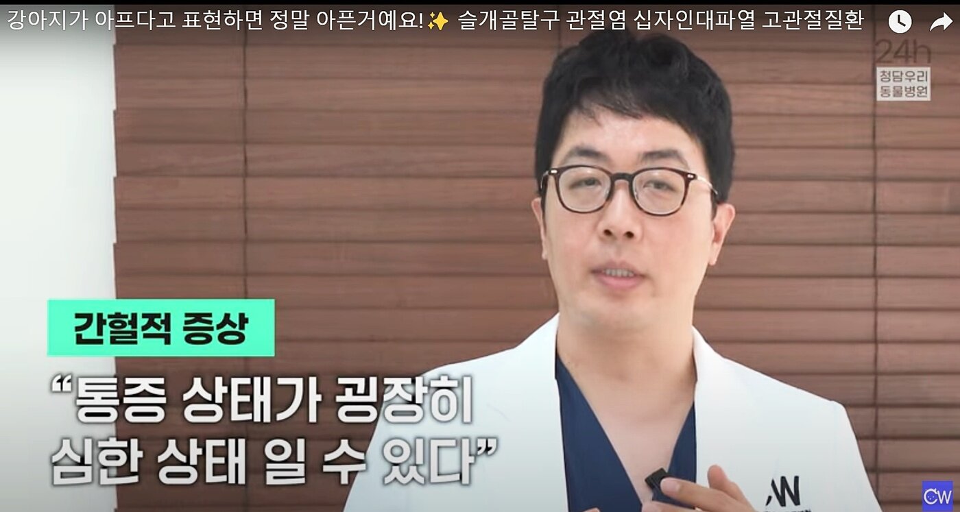 본문 이미지 - 반려견이 간헐적으로 다리를 절거나 드는 증상을 보이면 이는 통증이 매우 심한 상태일 수 있다. (청담우리동물병원 유튜브 갈무리) ⓒ 뉴스1